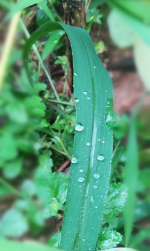 雨珠