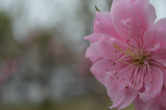 桃花朵朵开