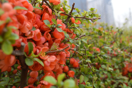 花花草草