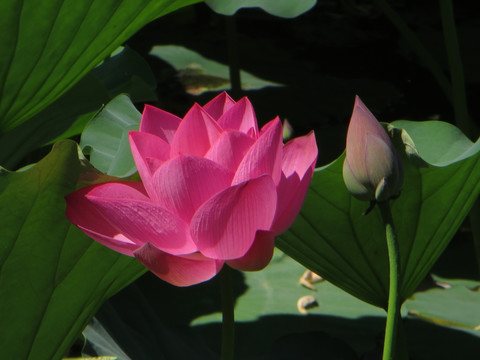 荷花