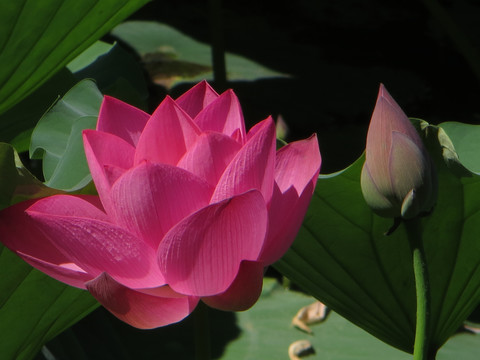 荷花