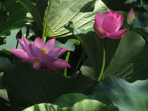荷花
