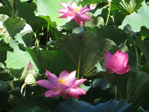荷花