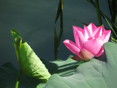 荷花