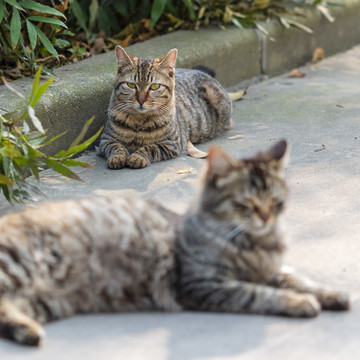 被母猫保护着的小虎斑猫