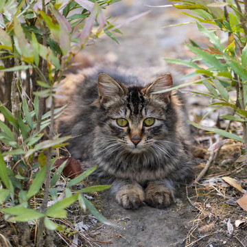 趴在草丛中的可爱小虎斑猫