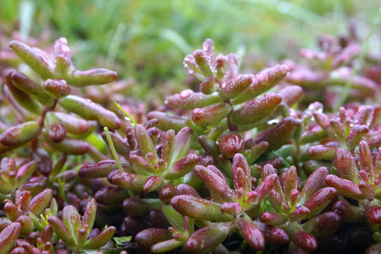 野生肉肉植物素材