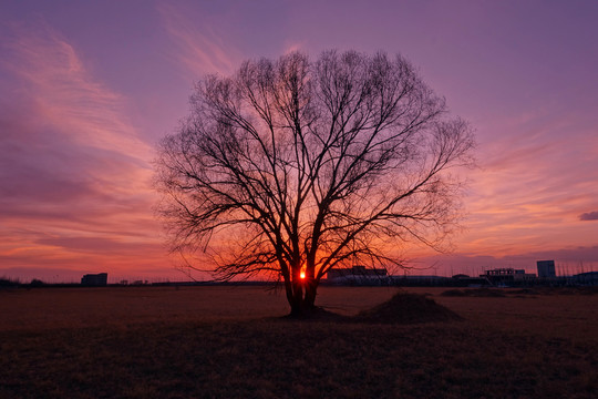 夕阳西下的大树