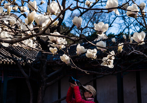 古建筑玉兰花