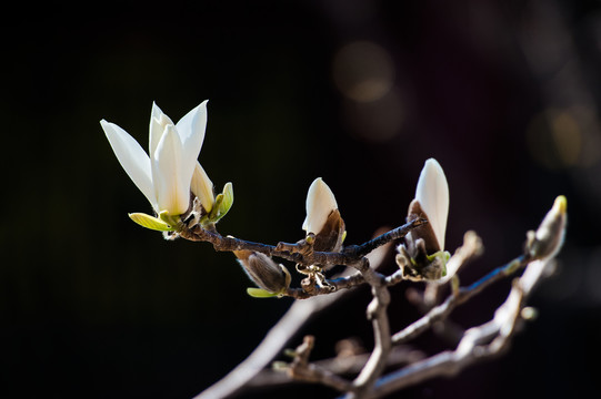 玉兰花白玉兰