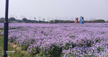 风车花海