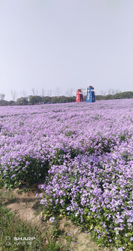 一片花海