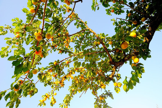 结满果实的杏树