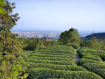 茶山
