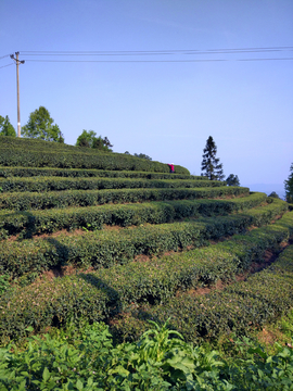 茶山