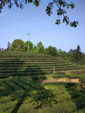 茶山