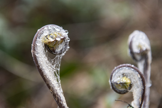 蕨菜广栋苔