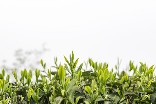 茶园绿茶春茶茶叶