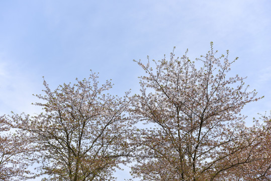 花树