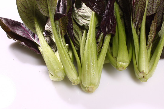 紫油菜