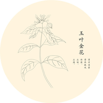 手绘玉叶金花白描线稿