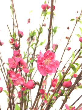 朵朵桃花