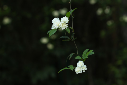 木香花