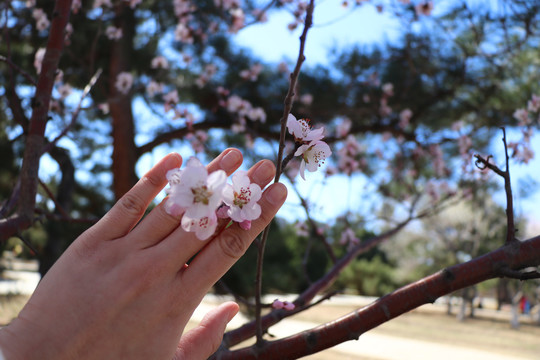 桃花