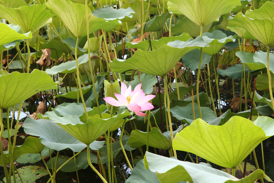 后海荷花