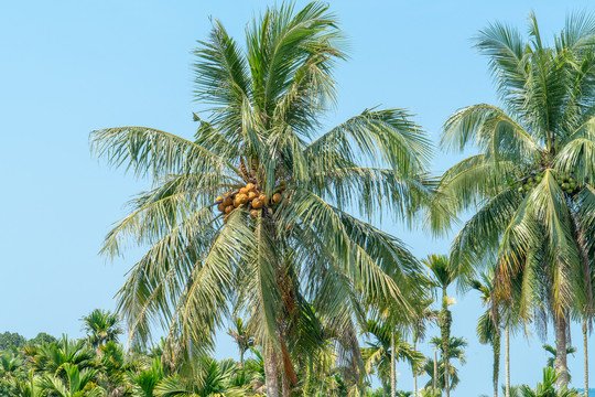 海南岛夏天的椰子树