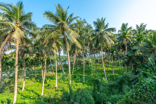 海南岛夏天的椰子树