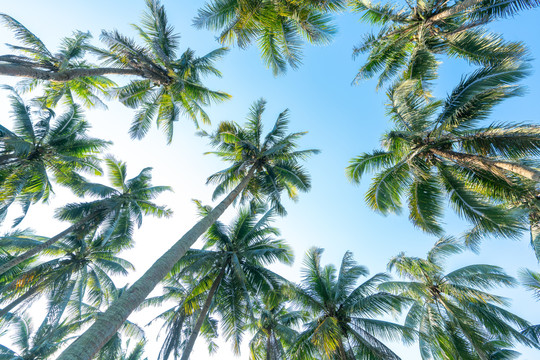 海南夏天的椰子树林