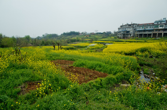 油菜花海