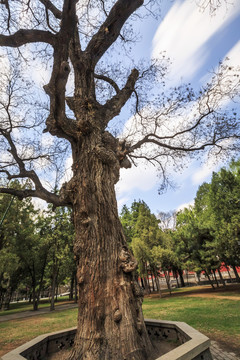 晋祠景区春色满园