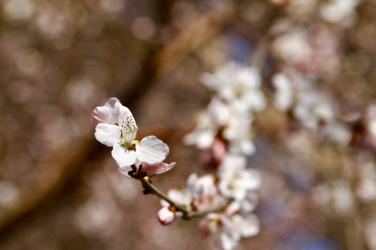 山桃花