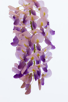 白色背景下一串紫藤花