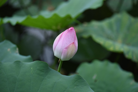 荷花花苞