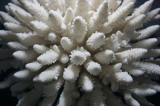 粗野鹿角珊瑚