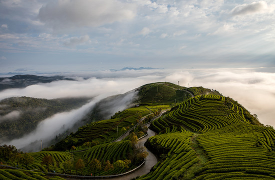 长龙茶山