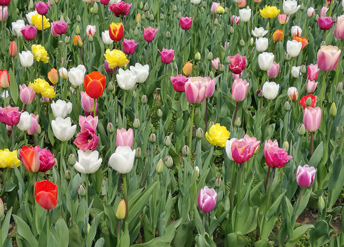 郁金香花朵背景