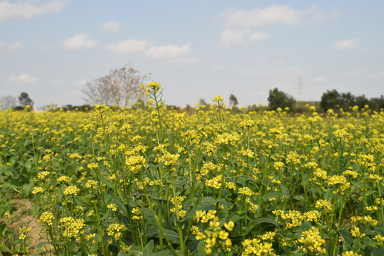 油菜花