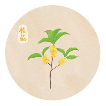 桂花