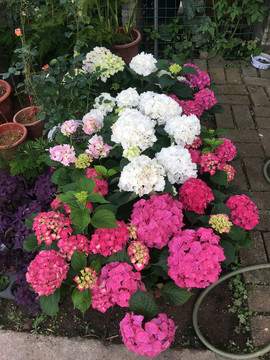 八仙花绣球