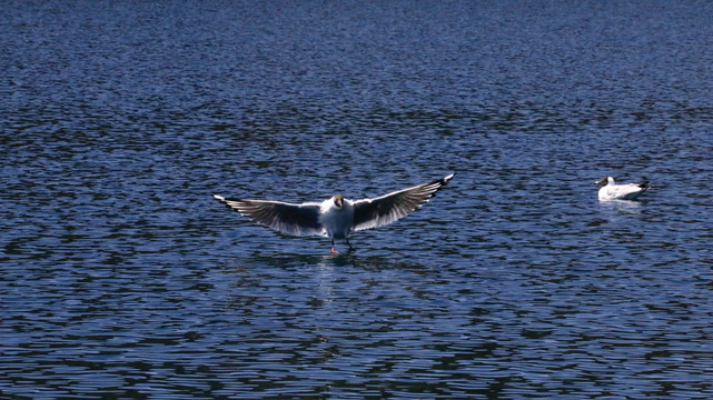 海鸥展翅湖面