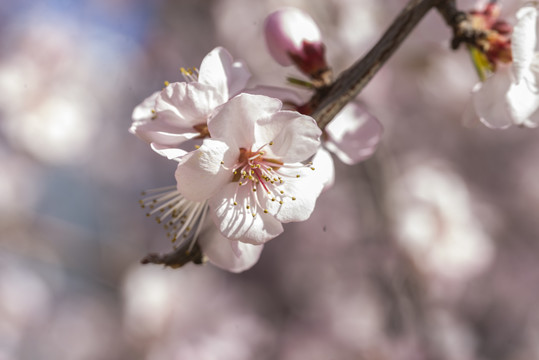 春天樱花桃花