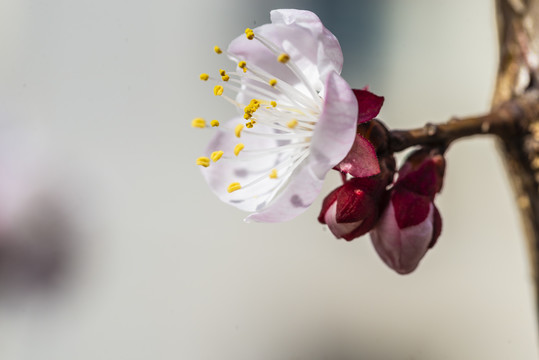春天樱花