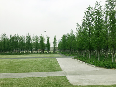 公园绿树林