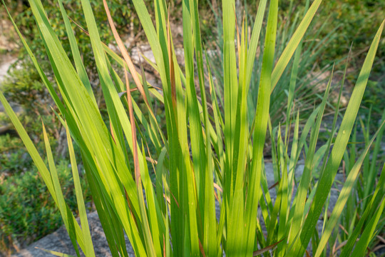 夕阳下的小山茅