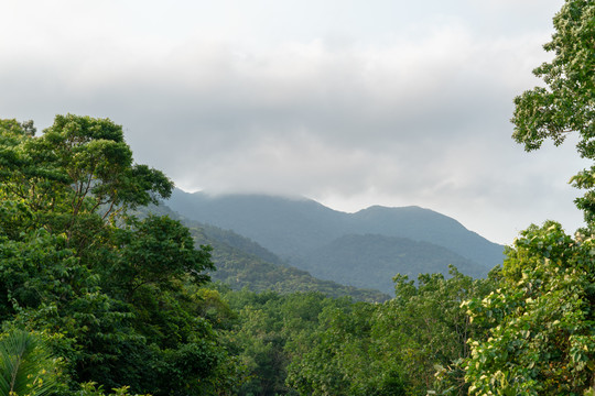 海南白马岭热带雨林森林保护区
