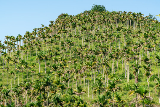 海南生态槟榔种植基地